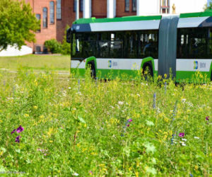 Białystok. Pierwsze łąki już kwitną. W 2020 roku pojawiły się w nowych miejscach