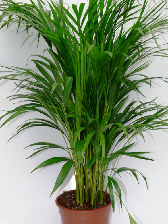 Chryzalidokarpus (Chrysalidocarpus)