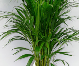 Chryzalidokarpus (Chrysalidocarpus)