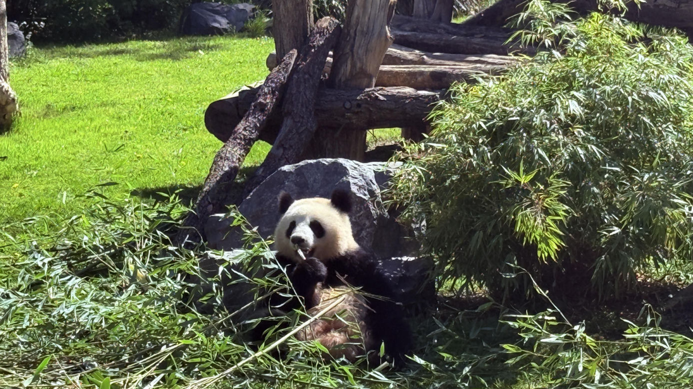 Pandy ZOO Berlin