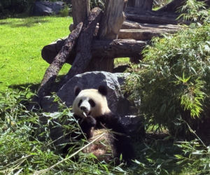 Pandy ZOO Berlin