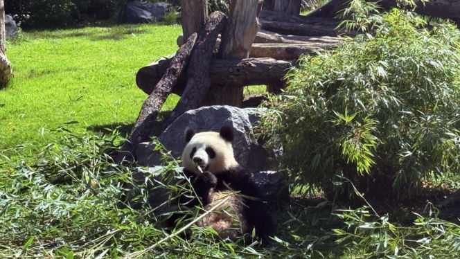 Pandy ZOO Berlin