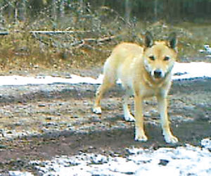 Wilkopsy terroryzują wieś