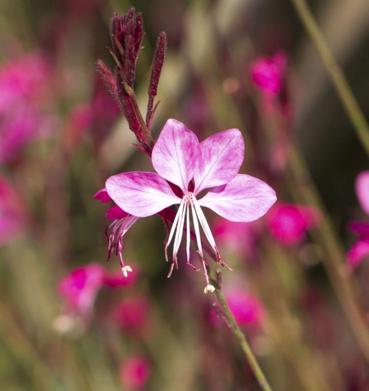 Gaura Lindheimera
