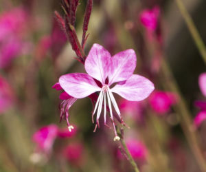 Gaura Lindheimera