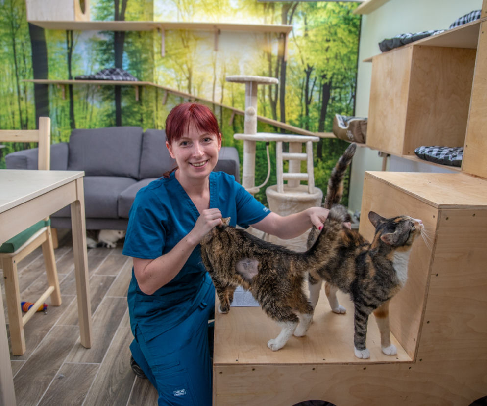 Ochota na kota znów otwarta. Na adopcję czekają trzy koty i trzy kotki
