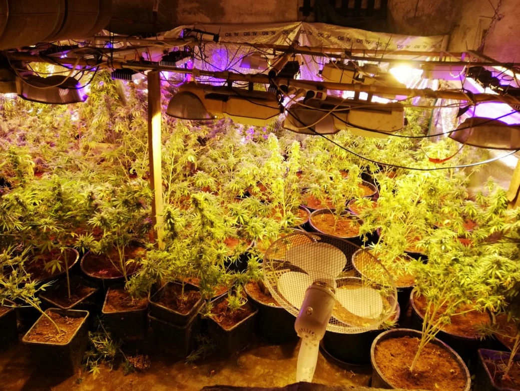 Szum wiatraków zdradził 38-latka! Ogromna plantacja marihuany w Bydgoszczy