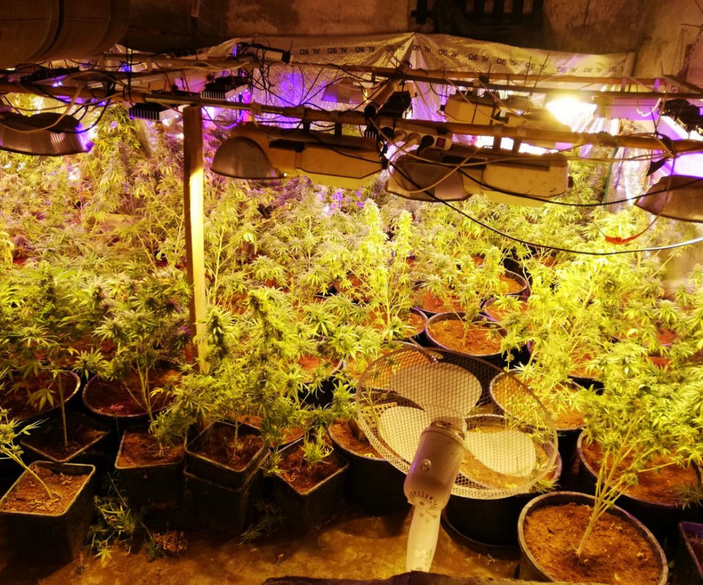 Szum wiatraków zdradził 38-latka! Ogromna plantacja marihuany w Bydgoszczy