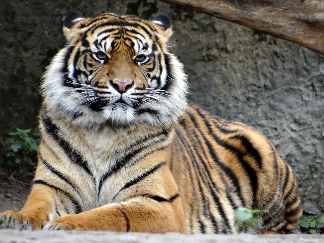 Warszawskie ZOO
