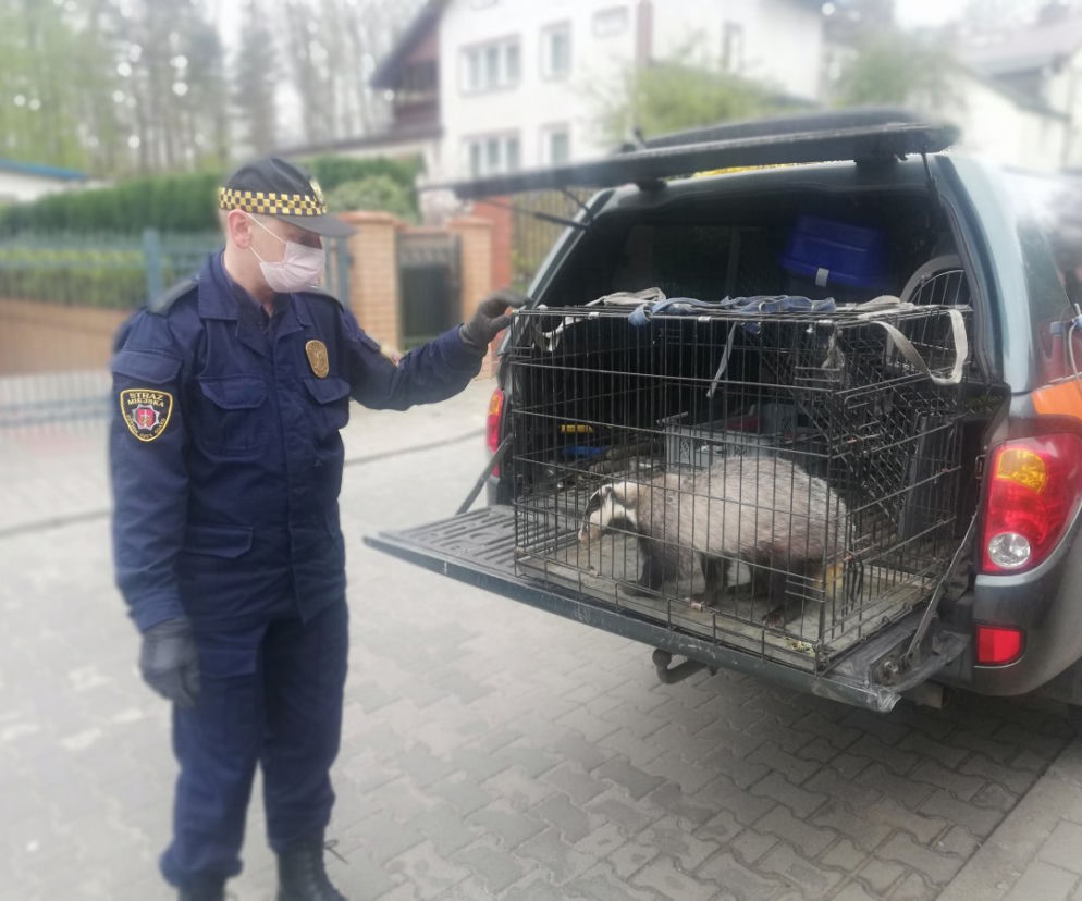 Gdynia i borsuk w wielkim mieście: Dzik na osiedlowym trawniku to już normalka