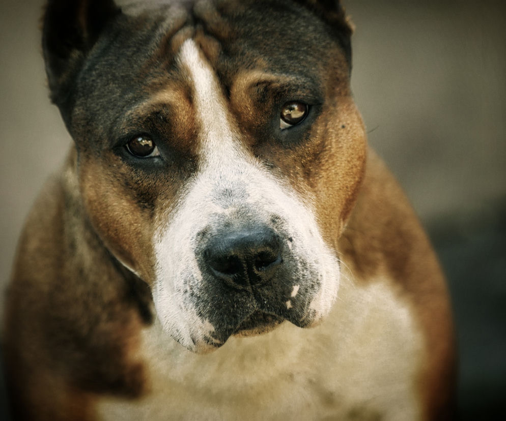 Dzieci pogryzł amstaff