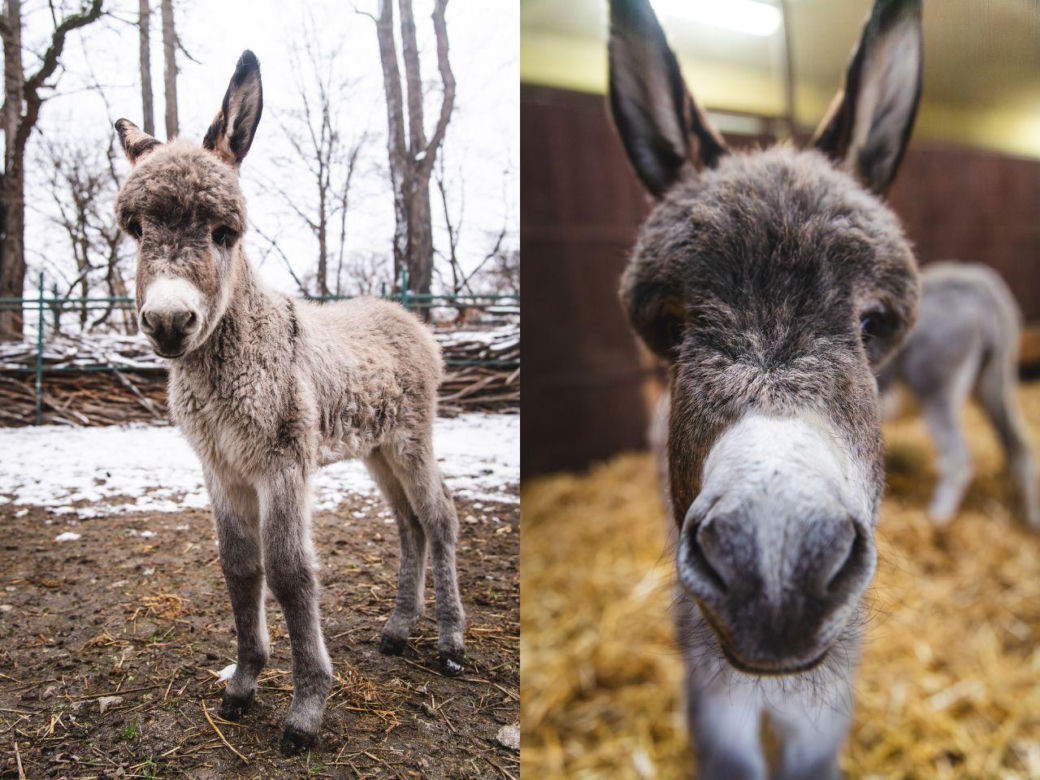 Nowy osiołek w ZOO Wrocław