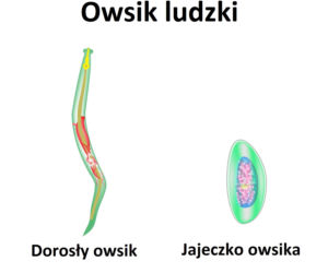 Owsiki grafika