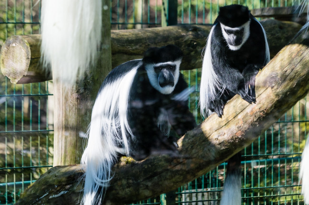 Koronawirus w Trójmieście. Zwierzęta z zoo tęsknią za ludźmi