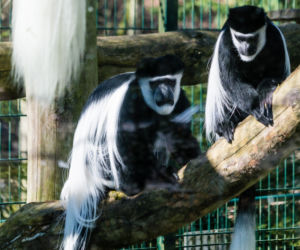 Koronawirus w Trójmieście. Zwierzęta z zoo tęsknią za ludźmi