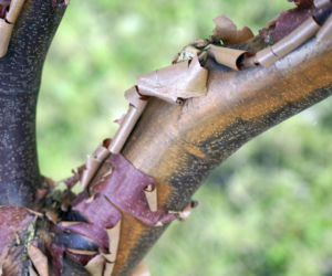 Klon strzępiastokory