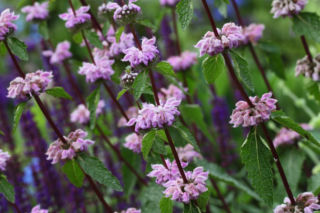 Żeleźniak kaszmirski - Phlomis cashmeriana