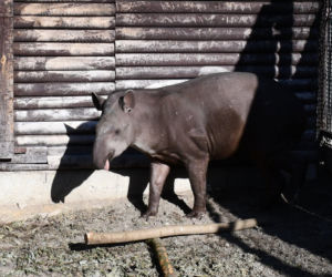 Ze Szwecji do Poznania. Tapir Kotte nowym mieszkańcem zoo!