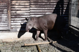 Tapir Kotte zamieszkał w poznańskim zoo. Przyjechał tu prosto ze Szwecji 