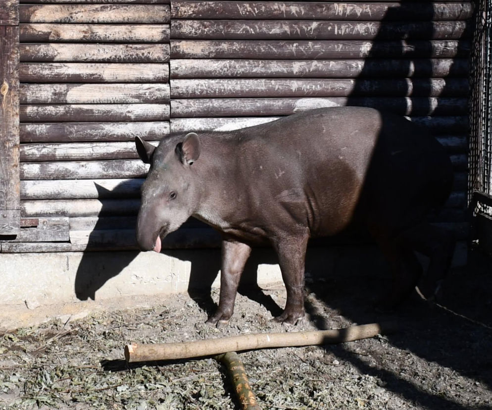 Ze Szwecji do Poznania. Tapir Kotte nowym mieszkańcem zoo!