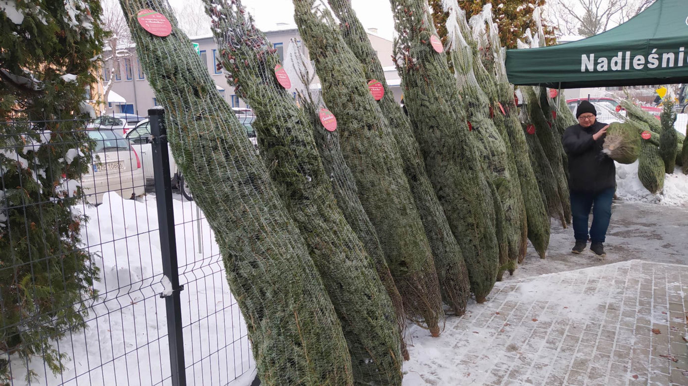 Duże zainteresowanie choinkami za oddanie krwi. 100 sztuk poszło w kilka godzin! 