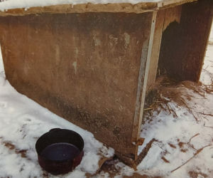 Widok rozrywający serce. Wychudzony pies na łańcuchu, obok pusta miska