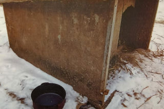 Widok rozrywający serce. Wychudzony pies na łańcuchu, obok pusta miska