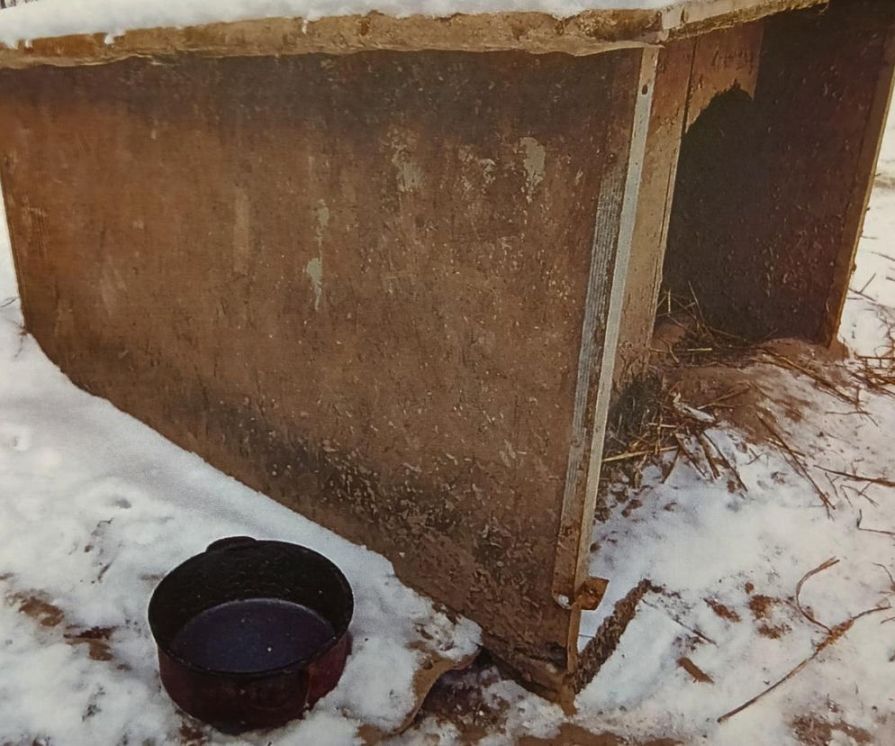 Widok rozrywający serce. Wychudzony pies na łańcuchu, obok pusta miska