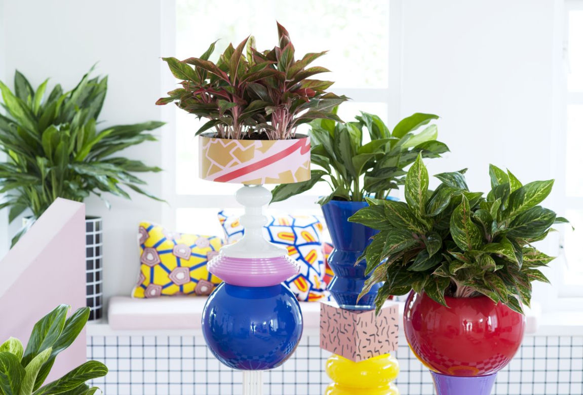 Aglaonema