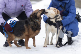 Adoptuj zwierzaka ze schroniska i zyskaj pakiet darmowych usług! Sprawdź, co oferują tarnowskie firmy 
