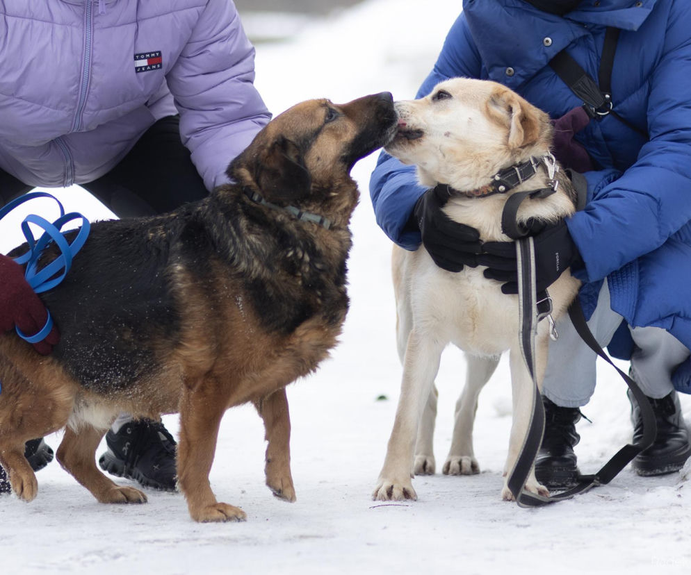 Adoptuj zwierzaka ze schroniska i zyskaj pakiet darmowych usług! Sprawdź, co oferują tarnowskie firmy 
