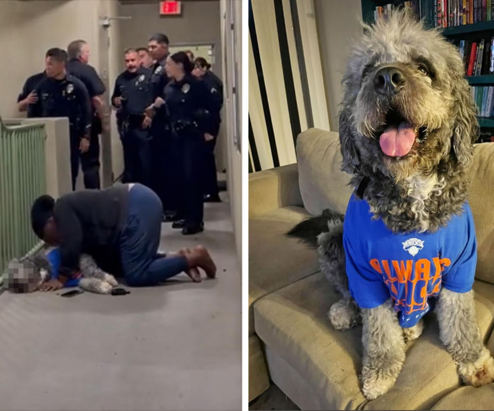 Świętowałamistrzostwo NBA, straciła ukochanego psa! Policja zastrzeliła zwierzę podczas interwencji