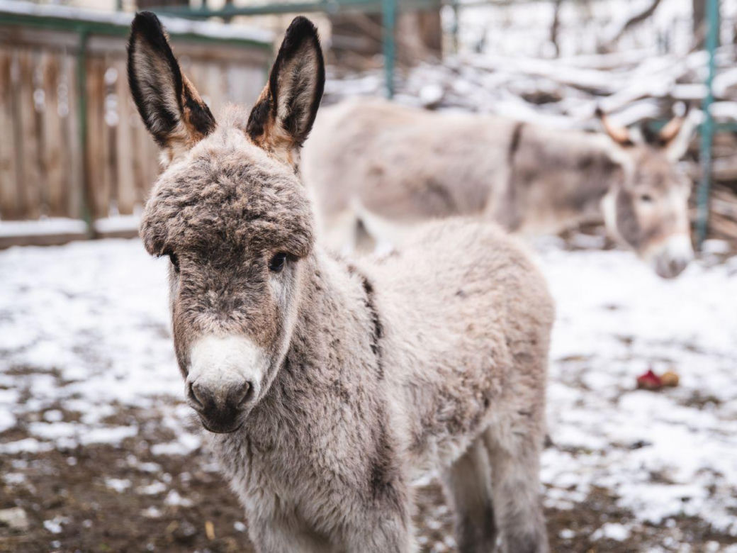 Nowy osiołek w ZOO Wrocław