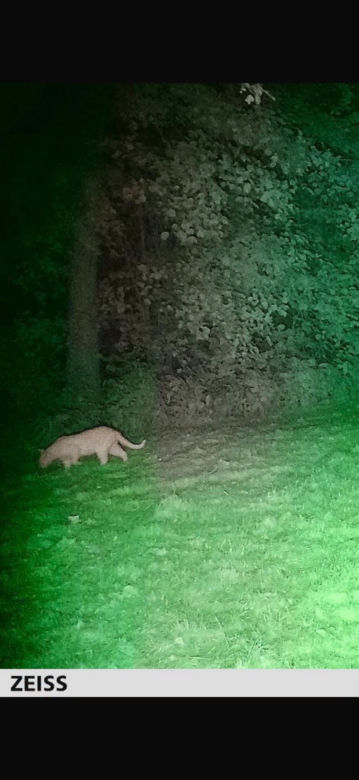 Alarm na Dolnym Śląsku. Nowe ustalenia po poszukiwaniach tajemniczego drapieżnika