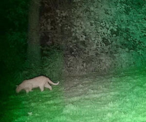 Alarm na Dolnym Śląsku. Nowe ustalenia po poszukiwaniach tajemniczego drapieżnika