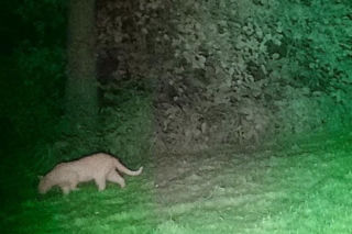 Alarm na Dolnym Śląsku. Nowe ustalenia po poszukiwaniach tajemniczego drapieżnika