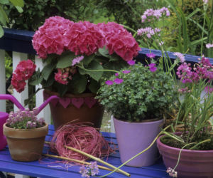 Którą hortensję przycinamy na wiosnę? Bukietową czy ogrodową? Nie popełnij błędu!