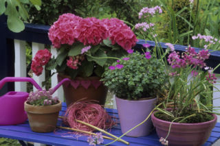 Kiedy ciąć hortensję na wiosnę? Ten jeden błąd pozbawi cię wszystkich kwiatów