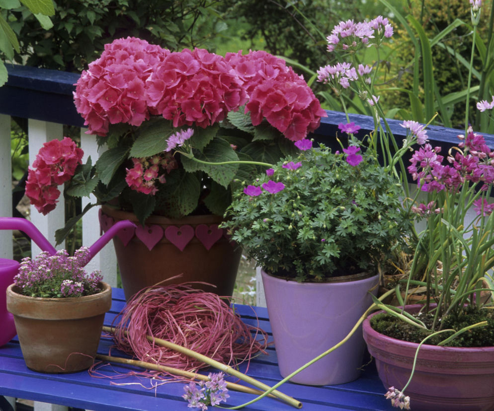 Którą hortensję przycinamy na wiosnę? Bukietową czy ogrodową? Nie popełnij błędu!