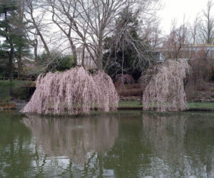 Wiśnia różowa 'Pendula'