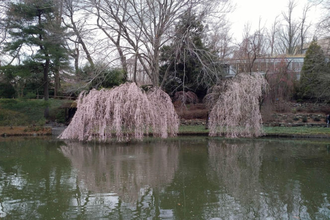 Wiśnia różowa 'Pendula'