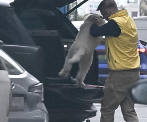 Chajzer kupił luksusowe auto dla psa