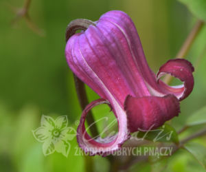 Powojniki - szkółka Clematis