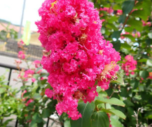 Zapomnij o hortensji. Ten krzew kwitnie nieprzerwanie przez długie miesiące i jest znacznie bardziej odporny na upały