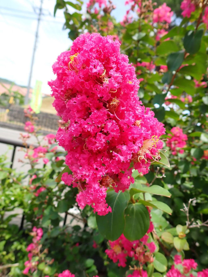 Zapomnij o hortensji. Ten krzew kwitnie nieprzerwanie przez długie miesiące i jest znacznie bardziej odporny na upały