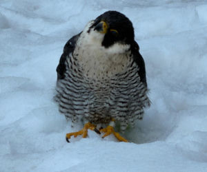 Nie żyje Giga - samica sokoła wędrownego związana z Pałacem Kultury i Nauki