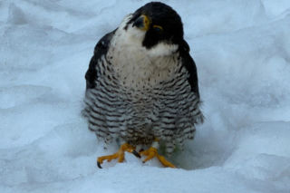 Nie żyje Giga - samica sokoła wędrownego związana z Pałacem Kultury i Nauki