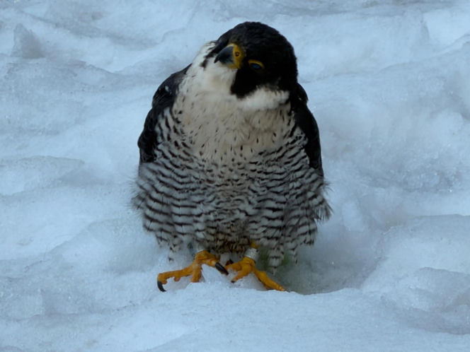 Nie żyje Giga - samica sokoła wędrownego związana z Pałacem Kultury i Nauki