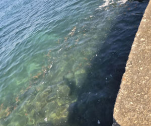 Polka przeżyła koszmar w Czarnogórze. „W morzu dryfowały fekalia, a plaże były pełne śmieci”
