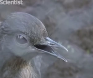 Ten ptak mieszkał za blisko budowy. Naśladuje dźwięk wiertarki i młotów [WIDEO] 